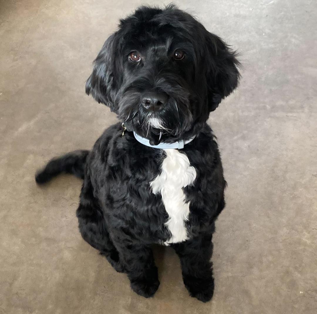 Portuguese water dog puppy