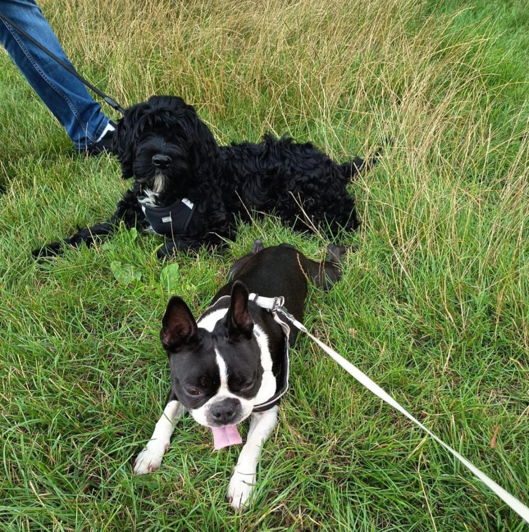 Portuguese water dog puppy