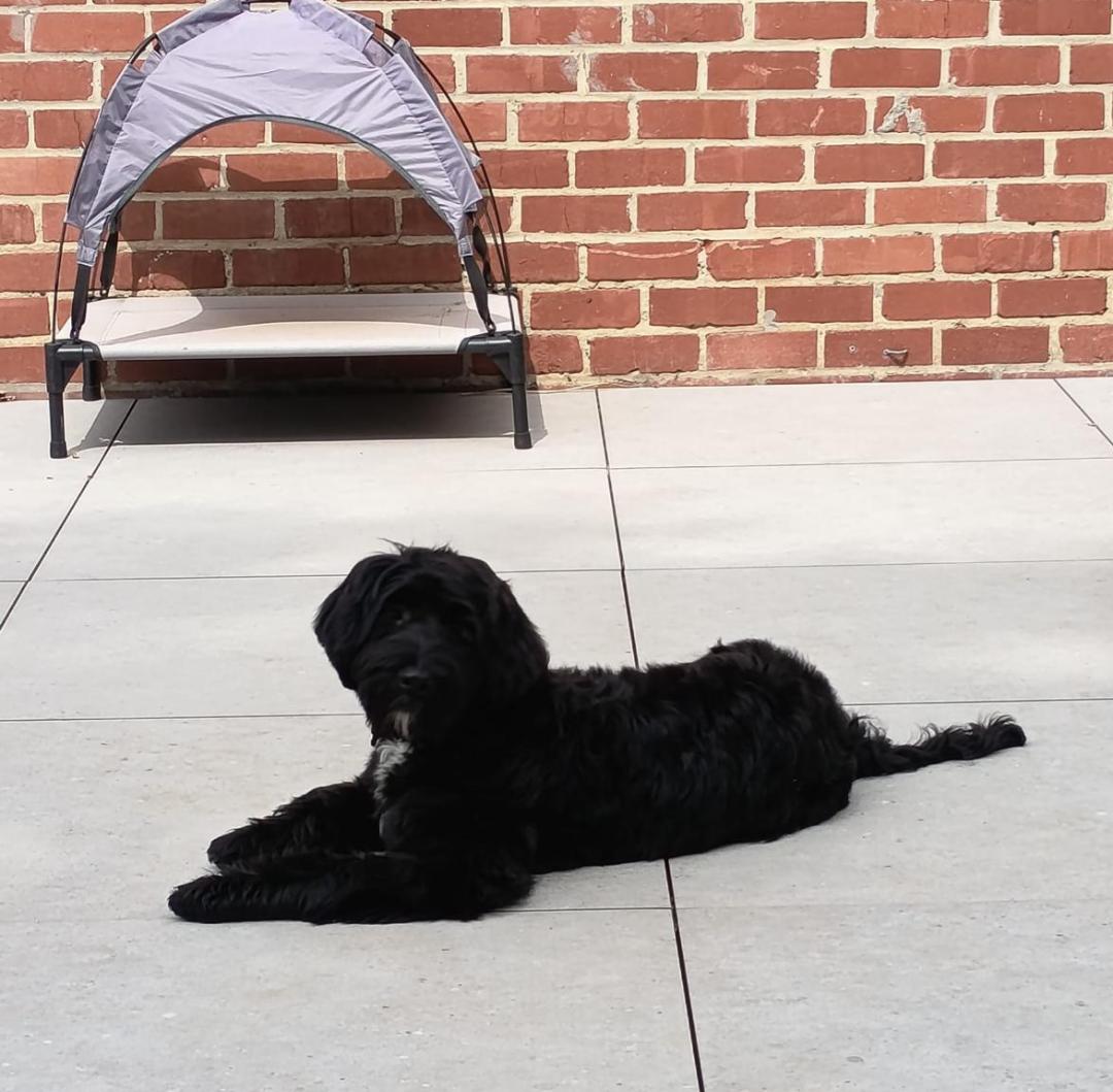 Portuguese water dog puppy