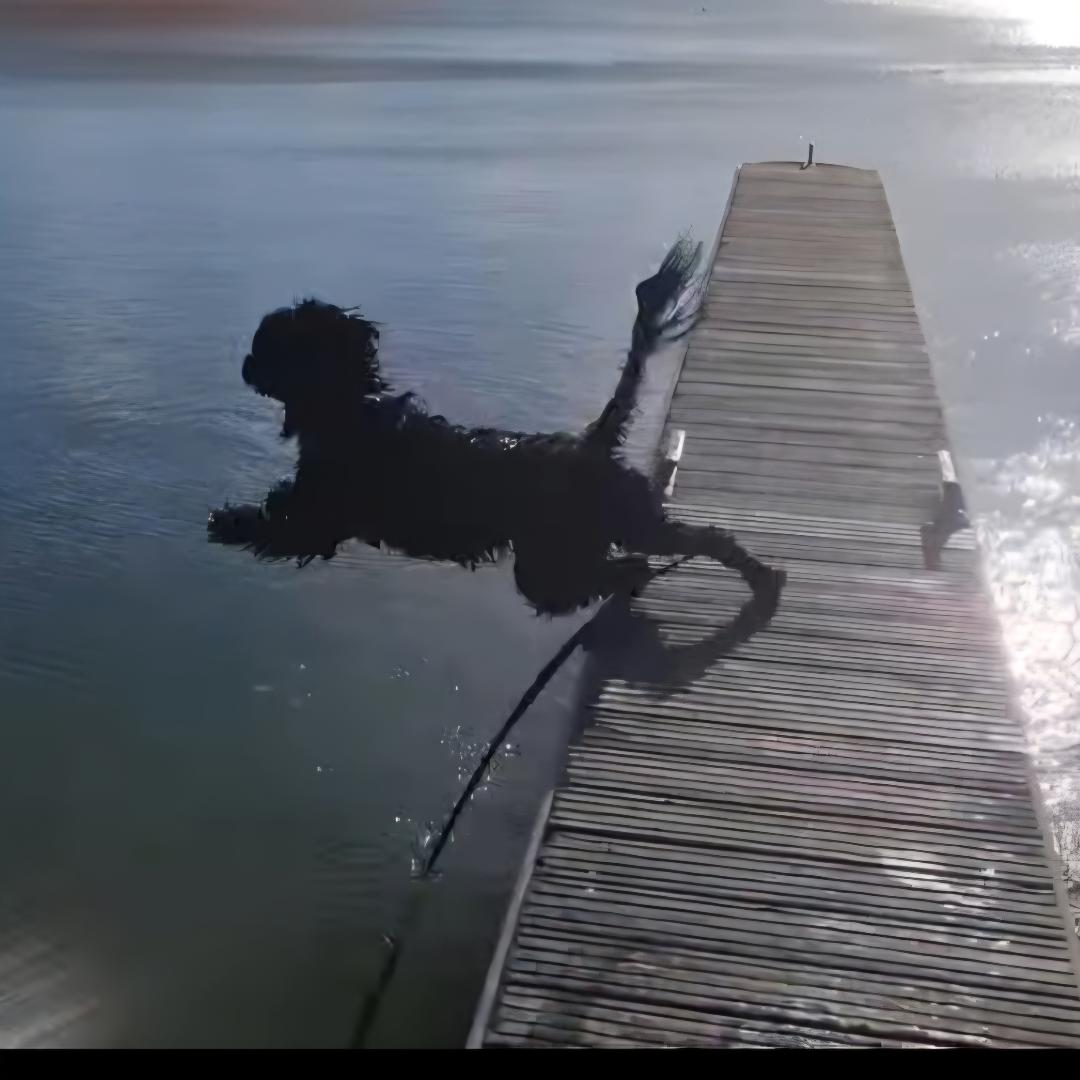 Portuguese water dog puppy