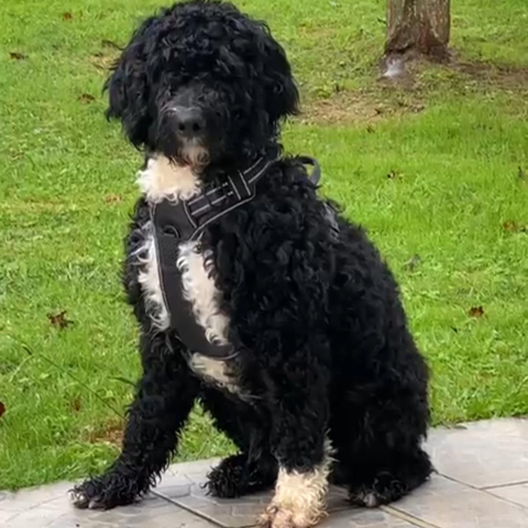 Portuguese water dog puppy