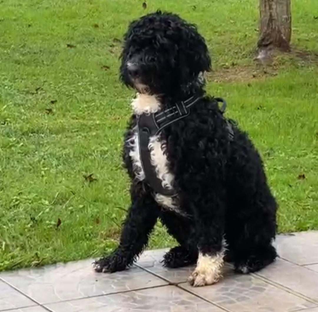 Portuguese water dog puppy