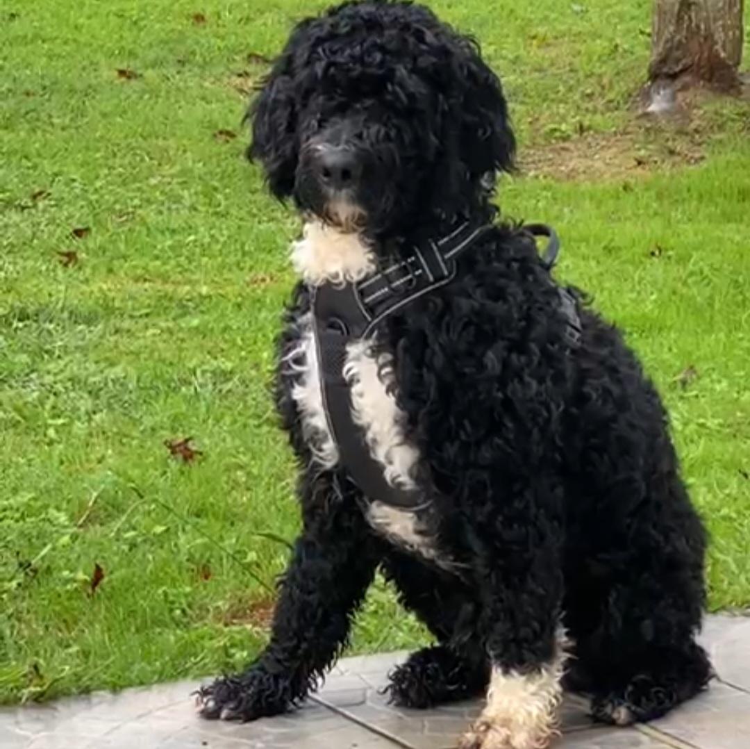 Portuguese water dog puppy