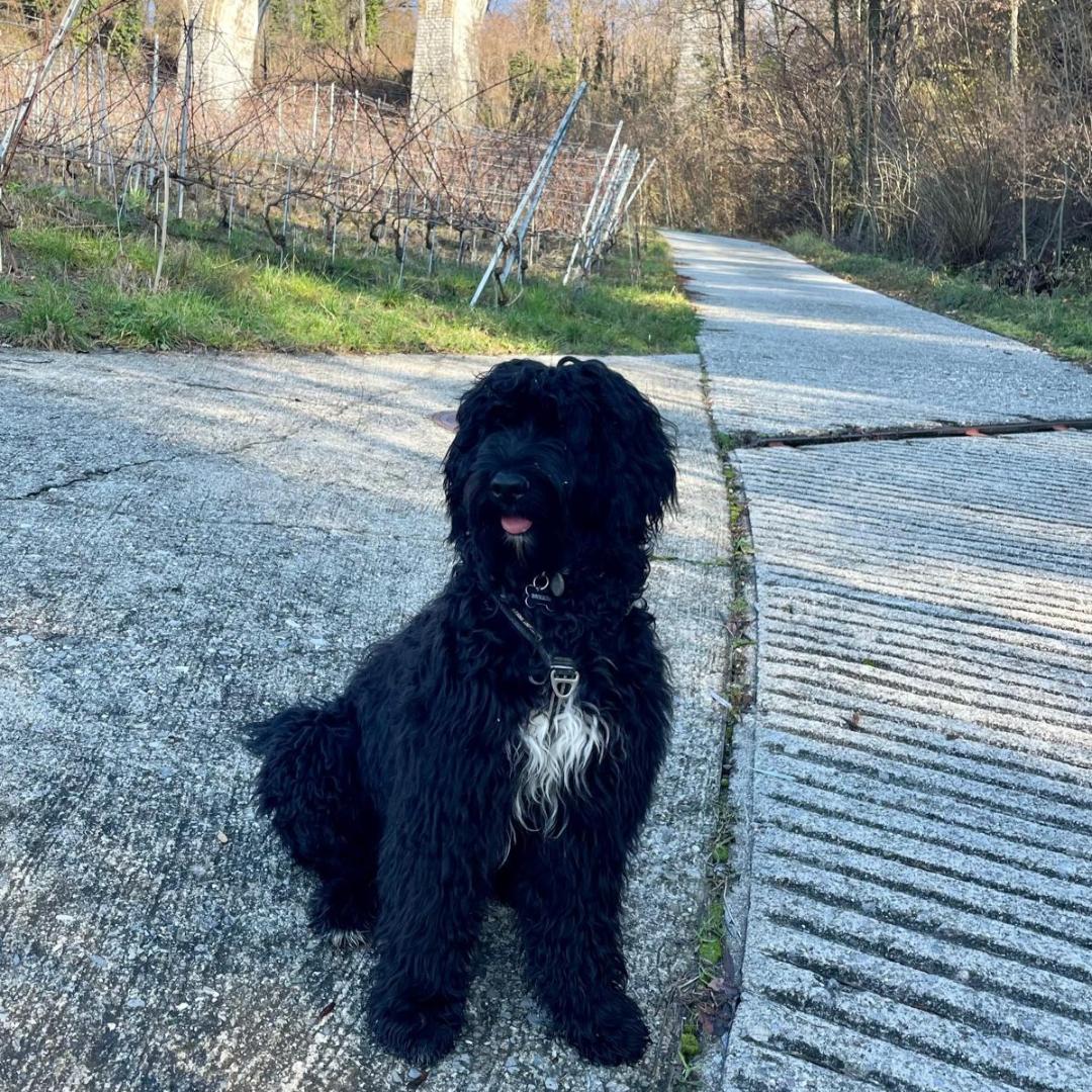 Portuguese water dog puppy