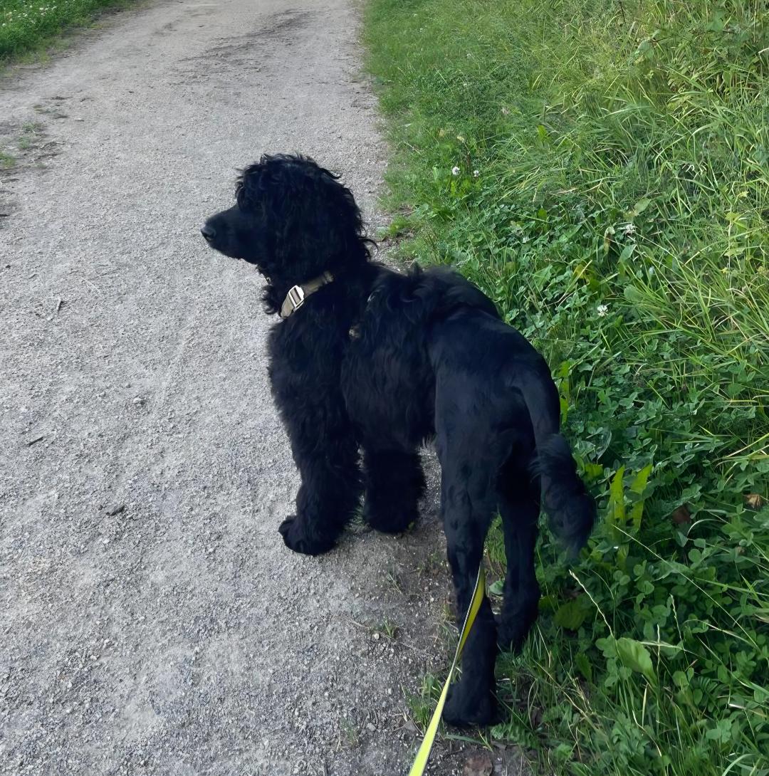 Portuguese water dog puppy