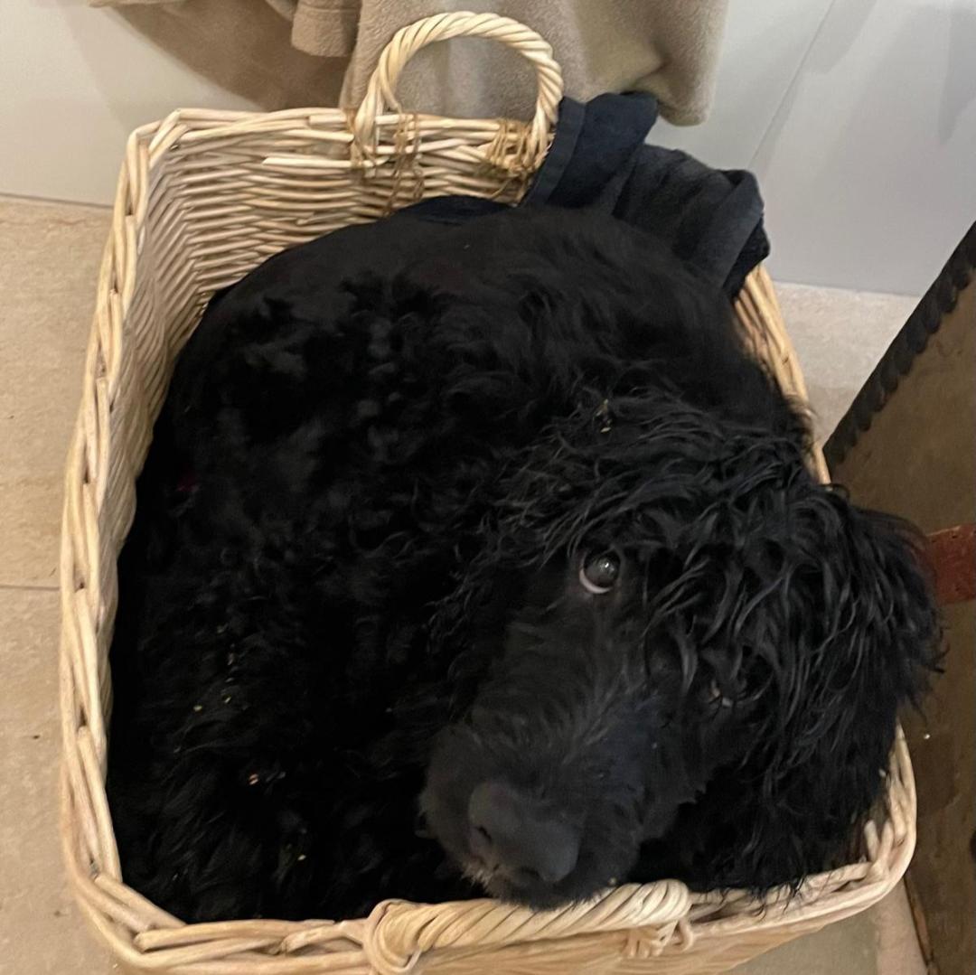 Portuguese water dog puppy
