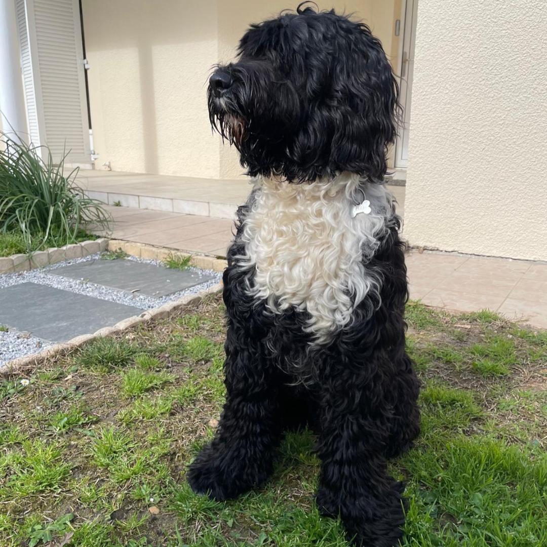 Portuguese water dog puppy