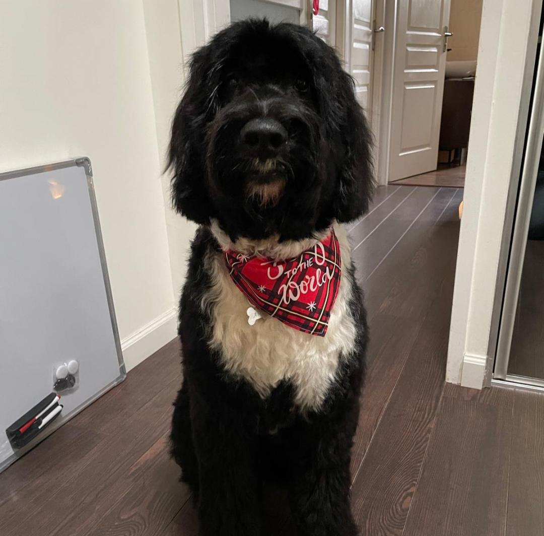 Portuguese water dog puppy