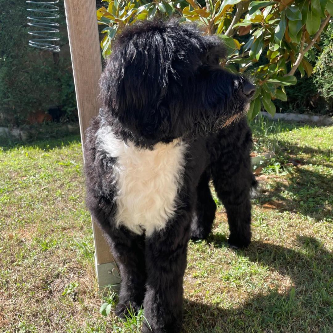 Portuguese water dog puppy