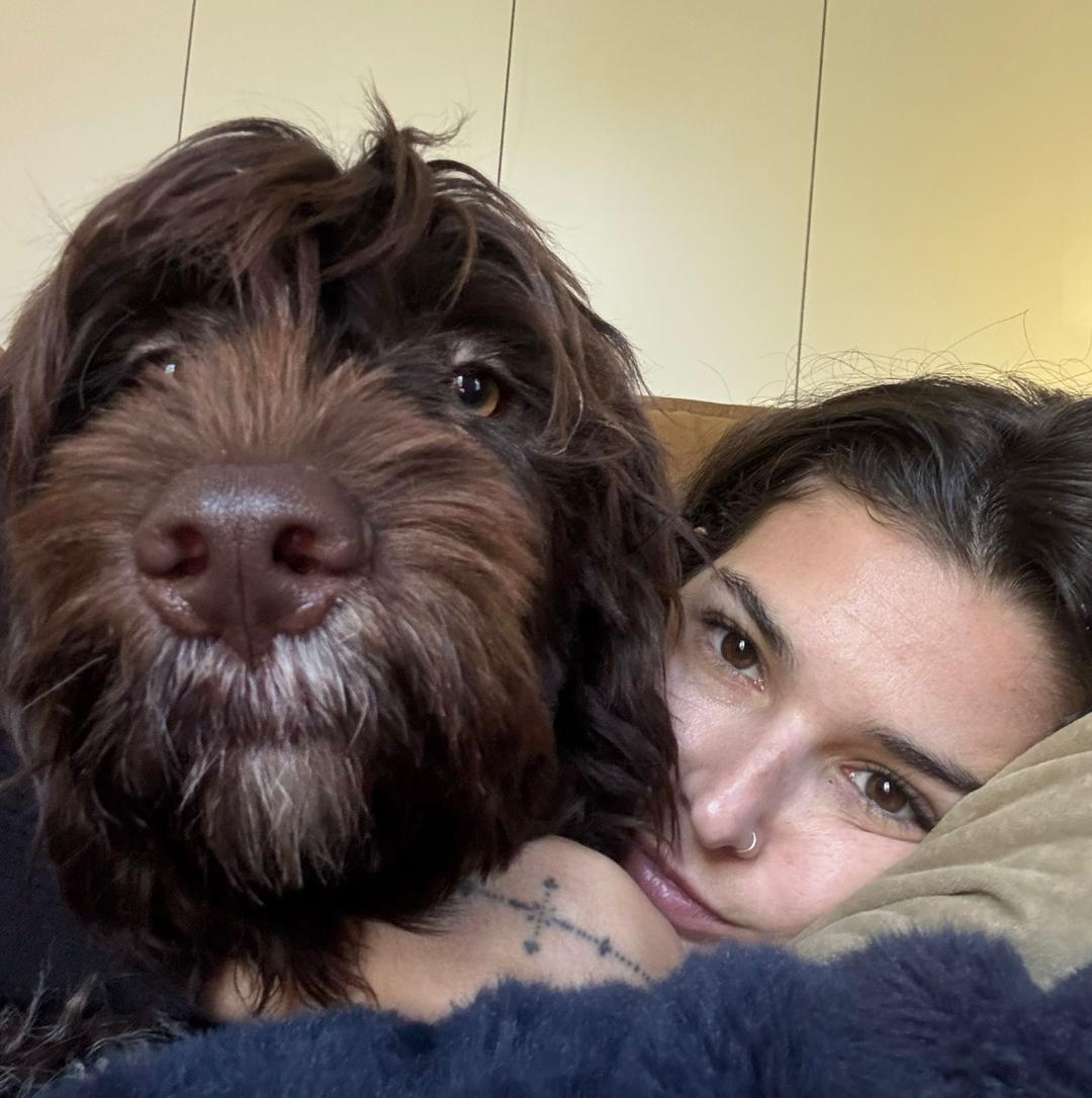 Portuguese water dog puppy