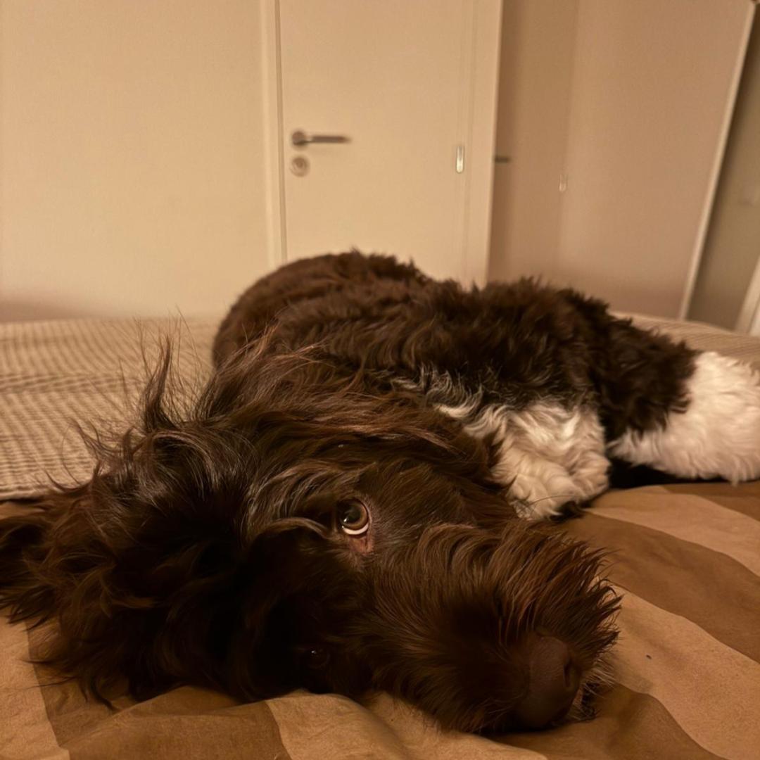 Portuguese water dog puppy