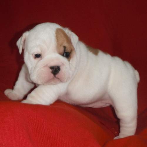 chiot bulldog anglais