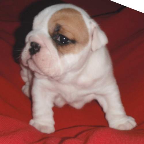 chiot bulldog anglais