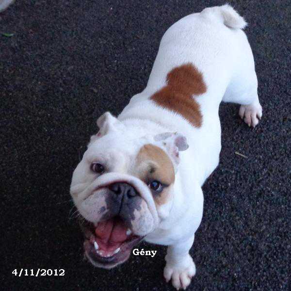 chiot bulldog anglais