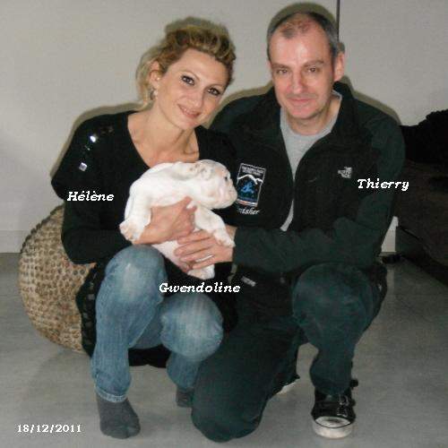 chiots bouledogues anglais