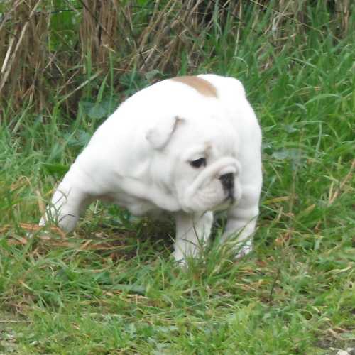 chiots bouledogues anglais