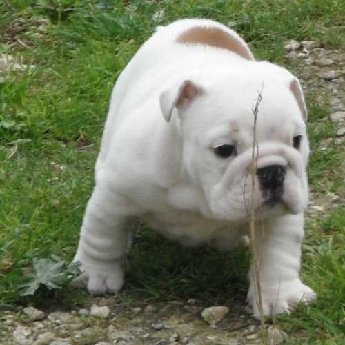 chiot bulldog anglais