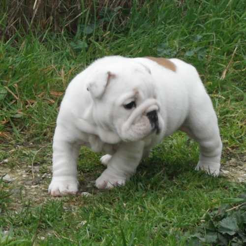chiot bulldog anglais