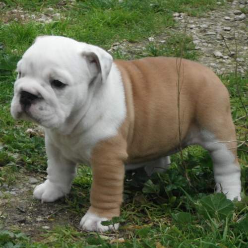 chiots bulldog anglais
