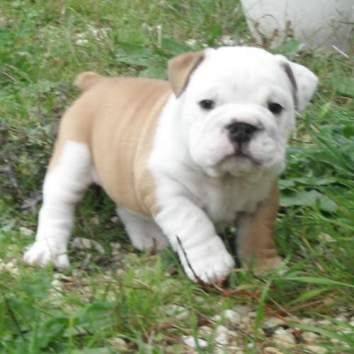 chiots bulldog anglais