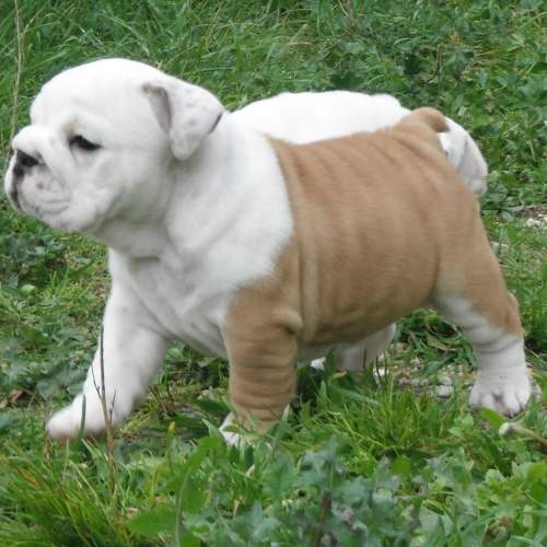 chiot bulldog anglais