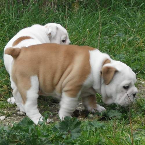 chiot bulldog anglais
