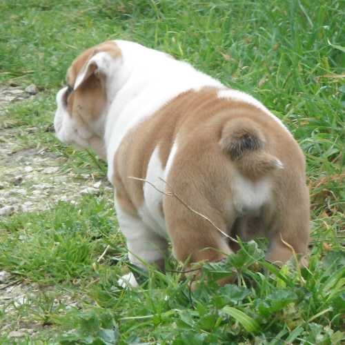 chiots bulldogs anglais