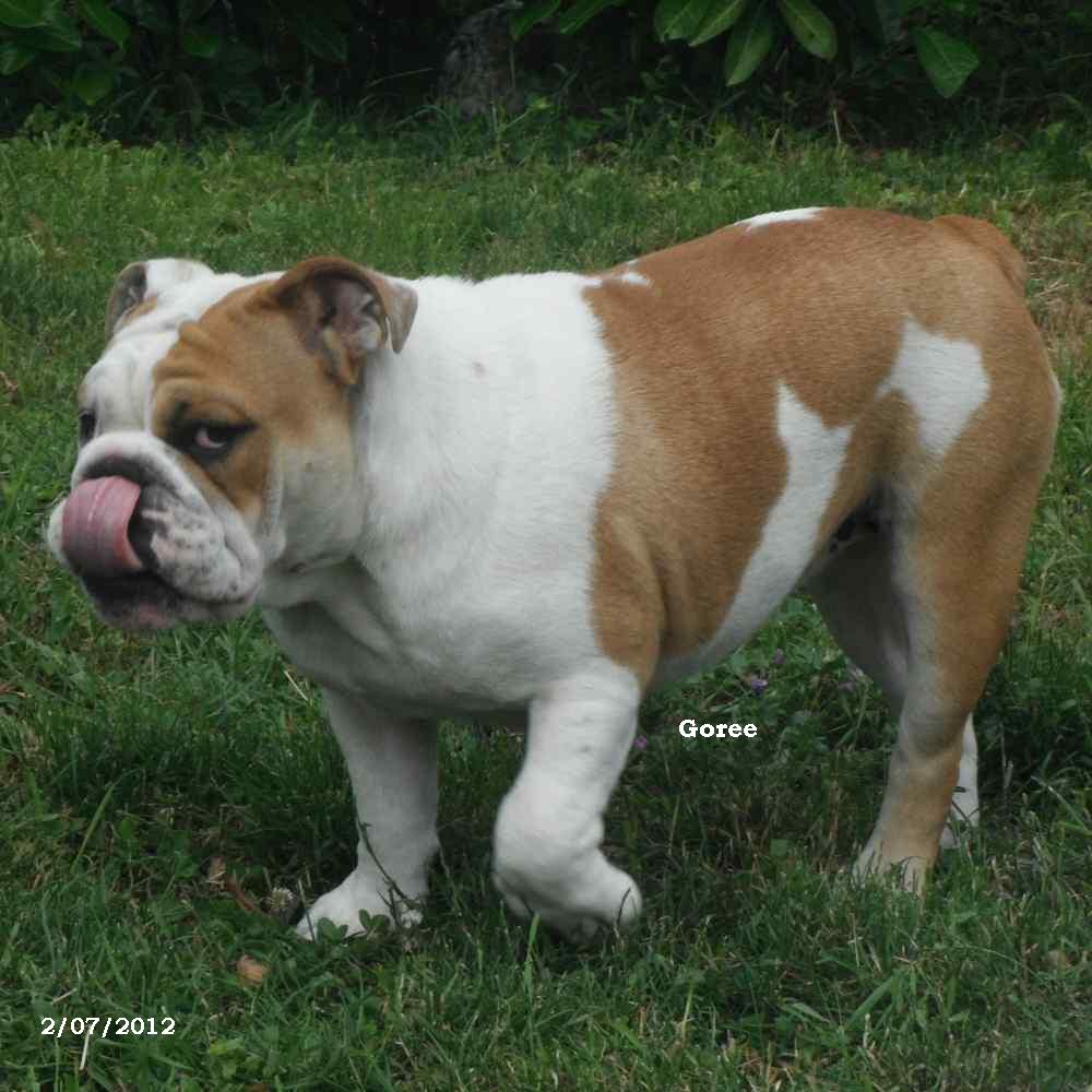 chiots bulldogs anglais