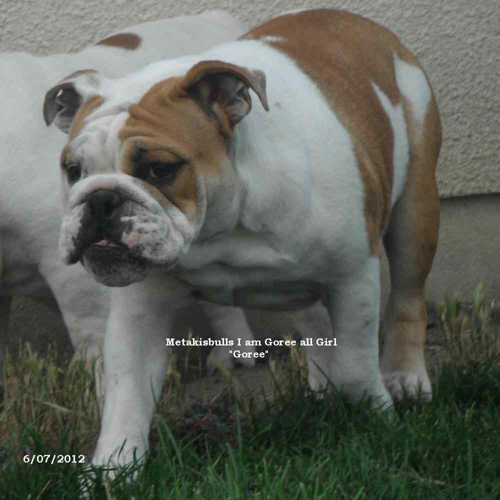chiot bulldog anglais