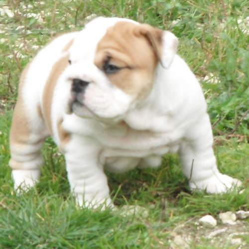 chiot bulldog anglais