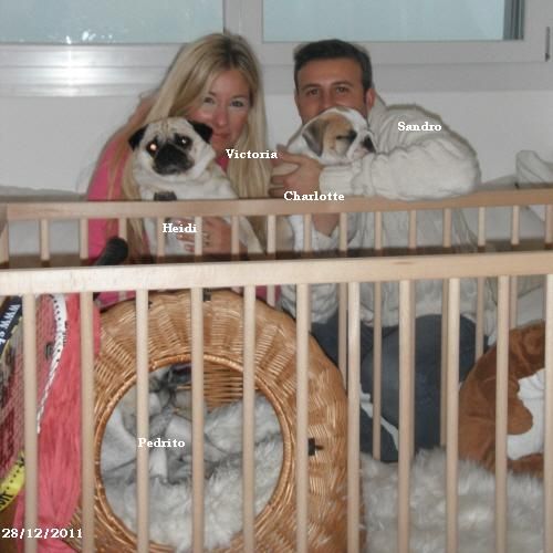 chiot bouledogue anglais