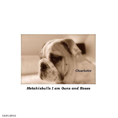 chiot bouledogue anglais