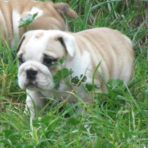 chiot bouledogue anglais
