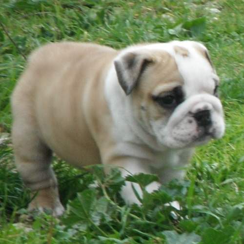 chiot bulldog anglais