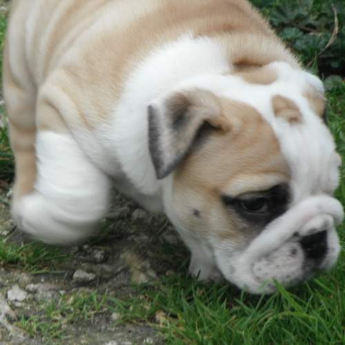 chiot bulldog anglais