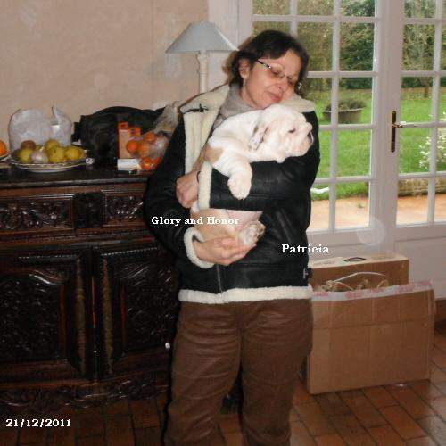 chiot bouledogue anglais