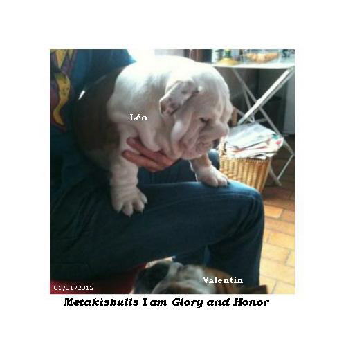 chiot bouledogue anglais