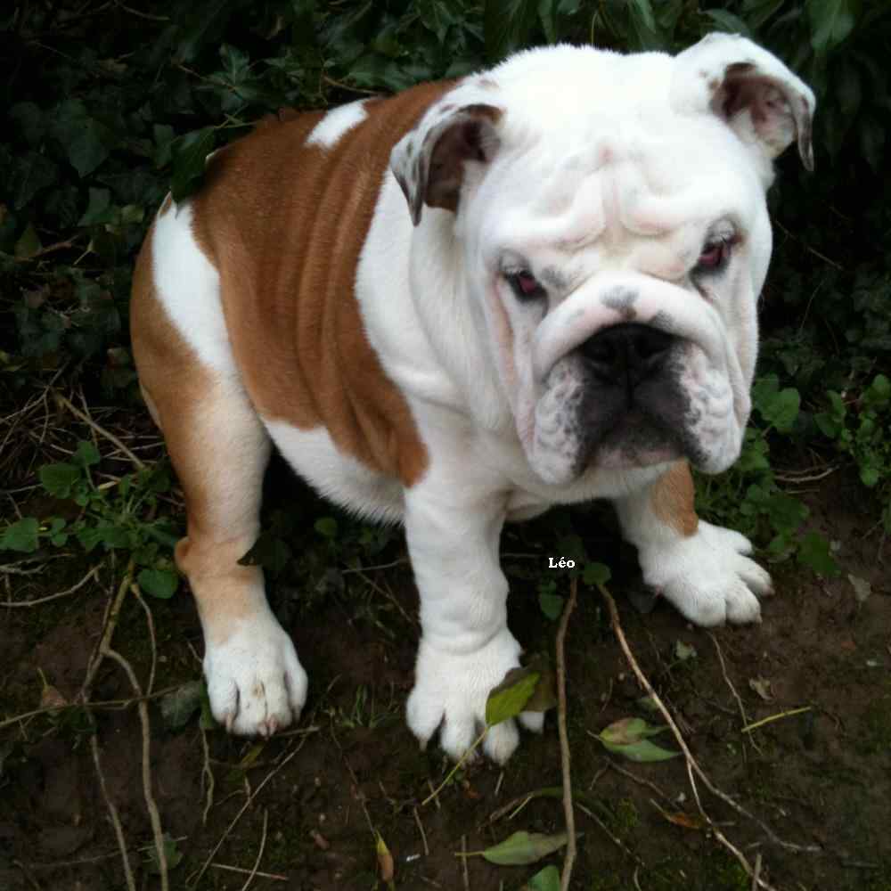 chiot bouledogue anglais