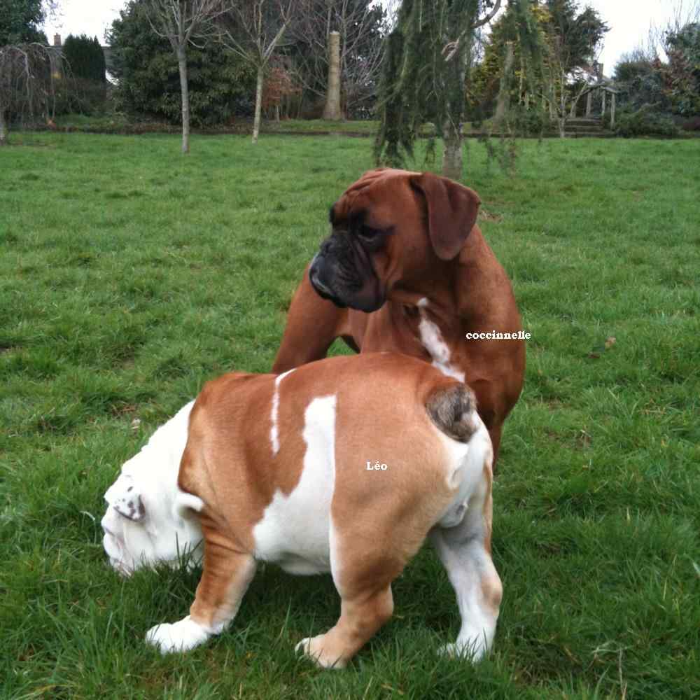 chiot bulldog anglais