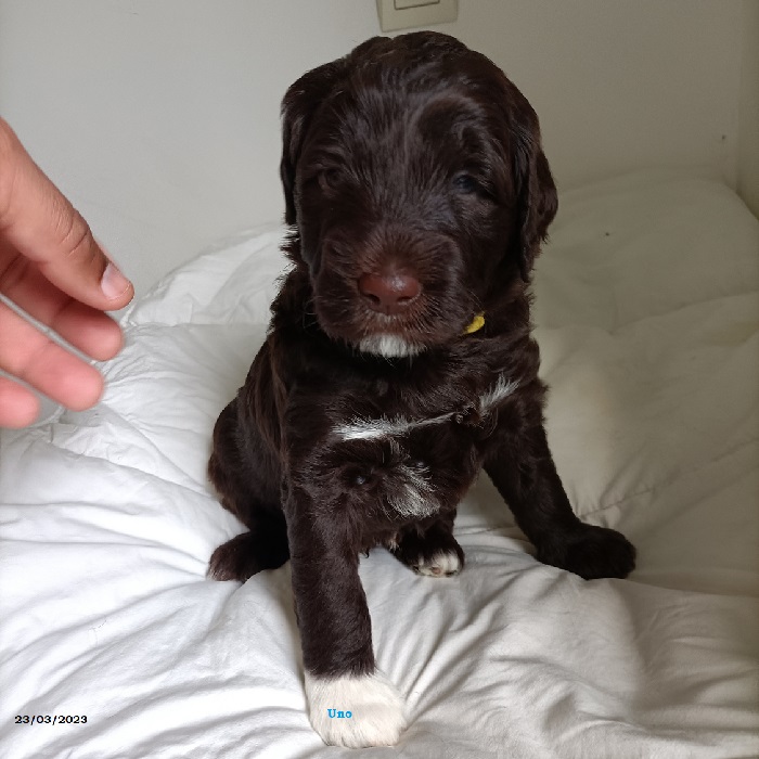 puppy portuguese water dog