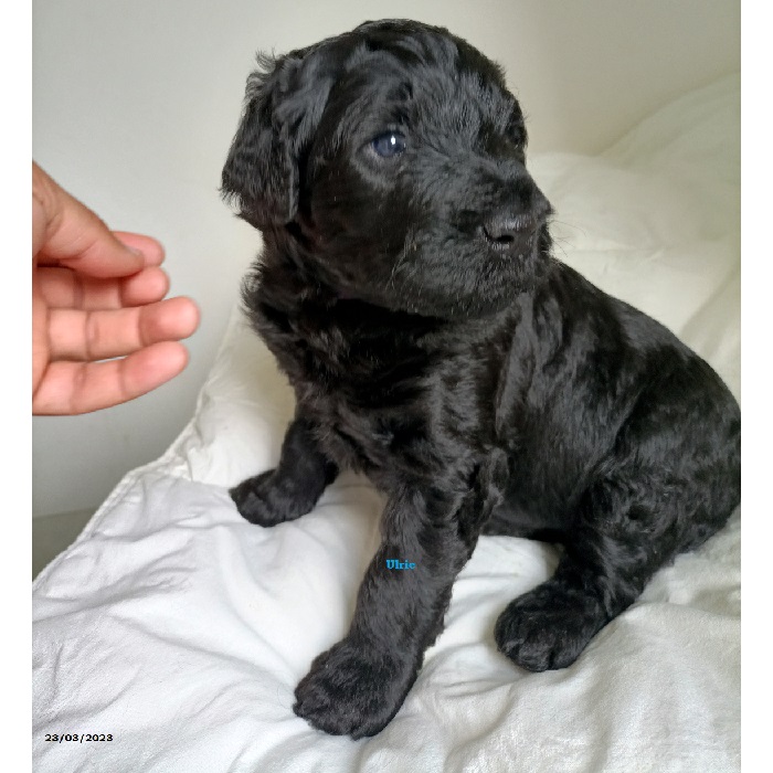 puppy portuguese water dog