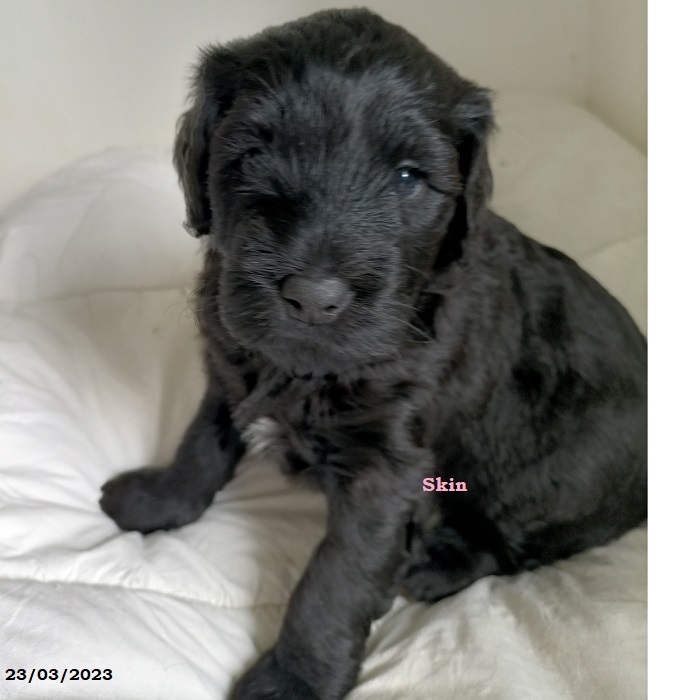 puppy portuguese water dog