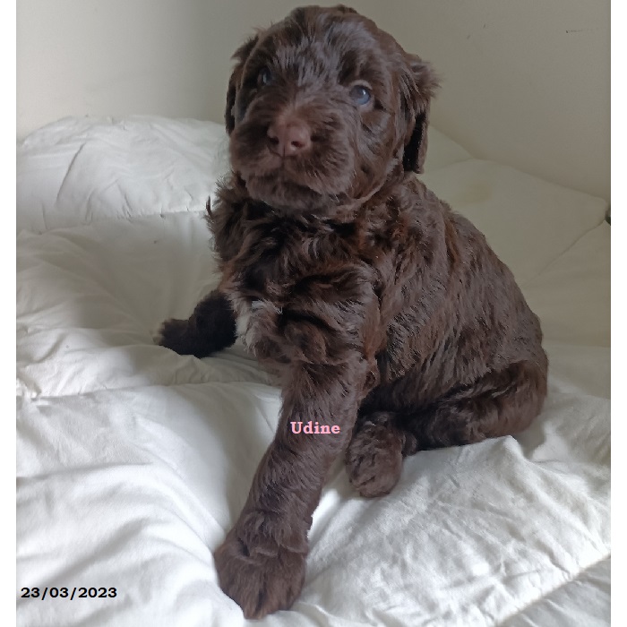 puppy portuguese water dog