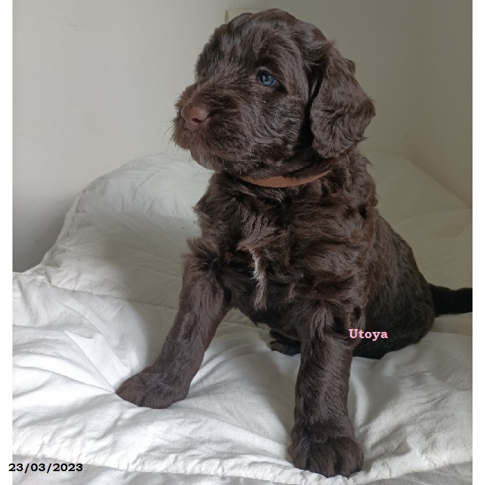 puppy portuguese water dog