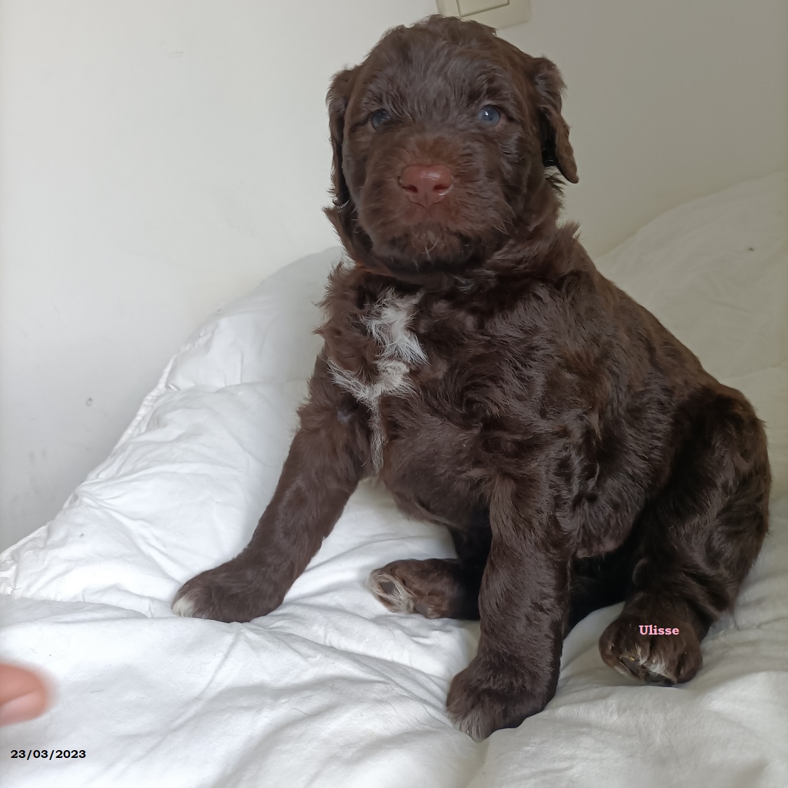 puppy portuguese water dog