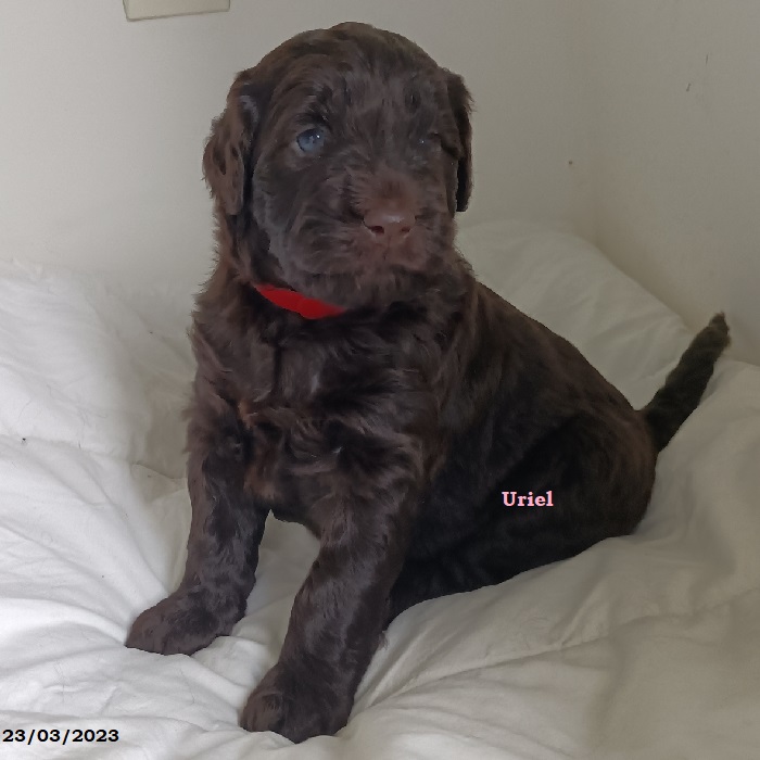 puppy portuguese water dog