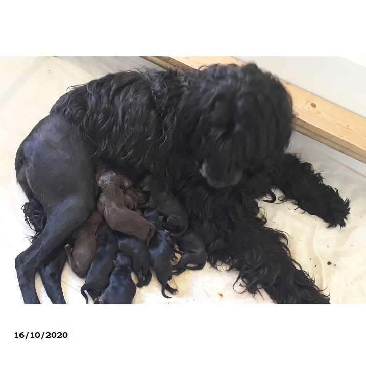 chiot chien d'eau portugais