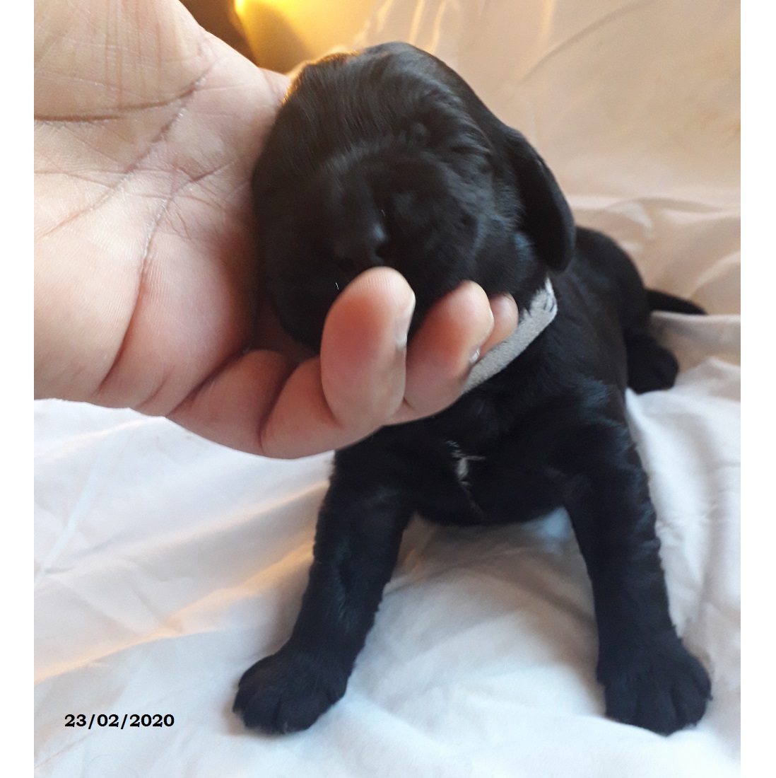 puppies portuguese water dog