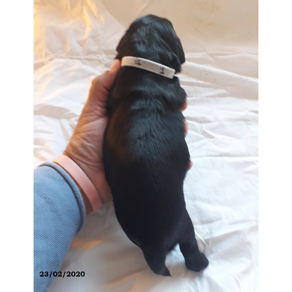 puppies portuguese water dog