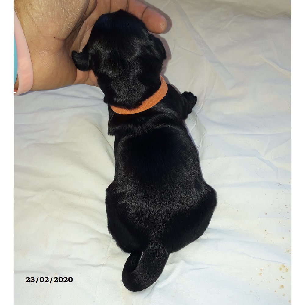 puppies portuguese water dog